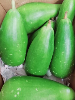 Bengali Squash 6 LB @1.99 per LB